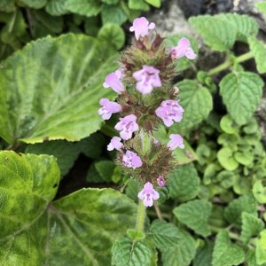 Feng Wo Cao Herbal Kering Ceylon Slitwort Liar Alami dari Tanaman Ceylon Leucas Zeylanica untuk Dijual