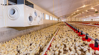 Etablissement de volailles pour poulailler agricole 10000 Salle d'élevage de poulets de chair Hangar mobile Poulailler Ferme avicole