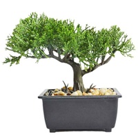 Bonsaï artificiel avec pot, plante artificielle réaliste pour le salon, la chambre, le bureau, la décoration de la maison