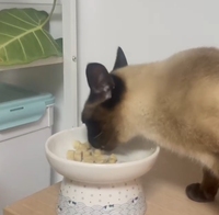 Friandises pour chats en viande lyophilisée saine, en gros, à base de poulet frais, complément alimentaire pour chats, best-seller sur le marché national