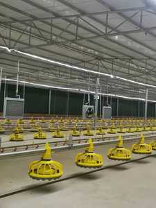 Equipo de Cría en Suelo para Granjas Avícolas PH - Construcción en Acero Inoxidable y PP - Product Image 5