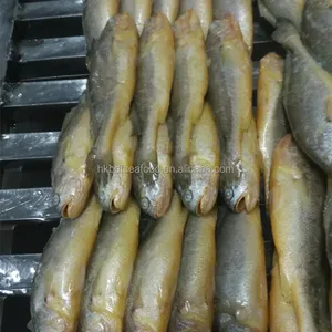 Diskon alat cukur kuning beku bulat makanan laut segar