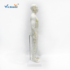 Modelo de meridianos humanos grabado en relieve, súper claro, para acupuntura de cuerpo completo, medicina china, modelo de enseñanza de hombre blanco - Product Image 3