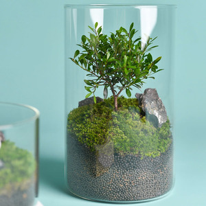 Bocaux en verre pour <span class=keywords><strong>plante</strong></span> en verre pour Offre Spéciale de mariage Vase de table de tailles multiples Décoration de la maison à vendre - Product Image 4