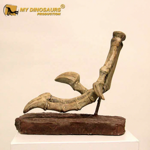 Dinosaurio Educativo My Dino DS055, Fósil de Dinosaurio Prehistórico, Modelo de Esqueleto de Velociraptor con Garras, en Venta - Product Image 1