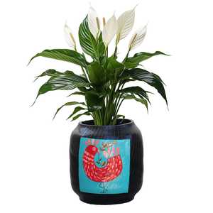 Macetero Decorativo Negro para Interiores, Elegante Soporte para Plantas, Decoración para Sala de Estar, Hogar, Mesa, Oficina, Escritorio - Product Image 1
