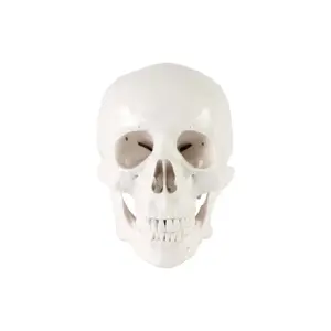 High Quality Human Life Size Skull Model With 8 Parts Brain For Teaching Resources