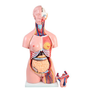 Equipo de ayuda para enseñanza de órganos médicos, esqueleto, cuerpo médico, anatomía, <span class=keywords><strong>torso</strong></span> humano - Product Image 1