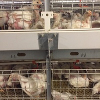 Bon prix Cage en batterie pour poulet de chair avec mangeoire et abreuvoir automatique pour la viande, le poulet et la volaille