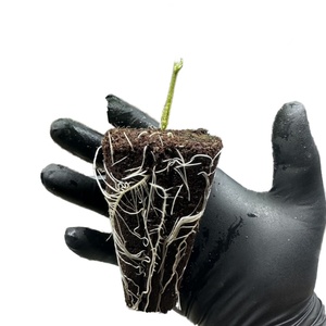 Bloques de Fibra de Coco para Cultivo de Plantas, 32 Celdas, 500 Unidades, para Invernaderos Agrícolas - Product Image 3