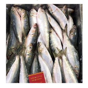 Sardinas Congeladas <span class=keywords><strong>para</strong></span> Enlatar y como <span class=keywords><strong>Cebo</strong></span> - Product Image 3