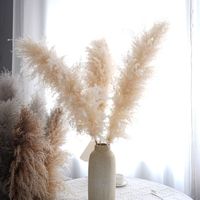 Roseaux secs naturels et herbe de la pampa pour décorations de mariage, décoration de maison de style bohème, approvisionnement direct du fabricant