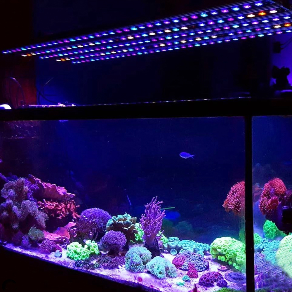 ZOOX Super Blue RAYS U スーパーブルーレイズ 海水魚 照明 ZOOX