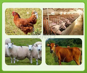 Presse à balles carrées grande capacité pour usage agricole, électrique, pour foin, paille, balles de riz, herbe, haute productivité - Offre Spéciale - Product Image 6