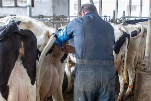 Kits Veterinarios, Insumos para Inseminación Artificial en Vacas, Guantes Largos para Inseminación en Bovinos - Product Image 3