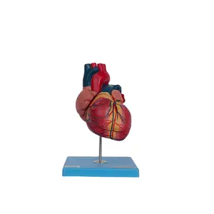 China Factory Good Quality Human Anatomical Model Human Heart Model For One-Stop Supplier Medical Science Plastic Model