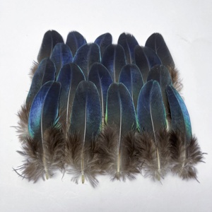 <span class=keywords><strong>Plumes</strong></span> de paon naturelles, <span class=keywords><strong>plumes</strong></span> de paon dorées, <span class=keywords><strong>plumes</strong></span> de paon bleues, <span class=keywords><strong>plumes</strong></span> de paon en vrac - Product Image 4