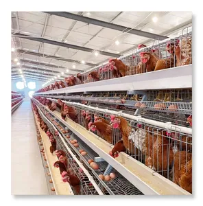 Tavuk çiftliğinin düşük fiyata tarım ekipmanları için tasarım pil kafes tabakası