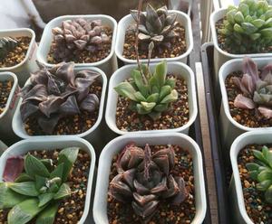 Pot de <span class=keywords><strong>fleurs</strong></span> carré en <span class=keywords><strong>plastique</strong></span> pour pépinière, 3 tailles, pour l'intérieur, le bureau, le chevet ou le sol, les plateaux de plantation de jardin extérieur - Product Image 6