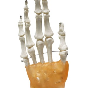 Modèle d'articulation de la main droite humaine FRT031, pouce naturel, paume mobile avec ligaments, spécimen pédagogique et de démonstration. - Product Image 4