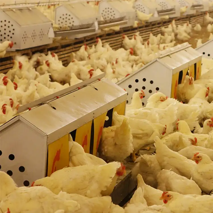Automatische Käfig-Eier schicht Hühner zucht Geflügel ausrüstung für Legehennen farm