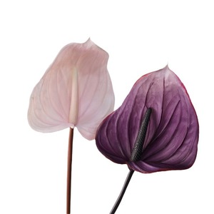 <span class=keywords><strong>Flores</strong></span> <span class=keywords><strong>Artificiales</strong></span> al por Mayor, Tacto Real, Color Morado Rojizo, Anturio de Goma Suave, Arreglos Florales para Boda, Decoración - Product Image 4