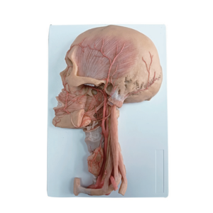 Model Anatomi Spesimen Pembuluh Darah dan Saraf Leher Kepala Deren DR Anatomi Manusia Silikon Lunak Buatan China - Product Image 4