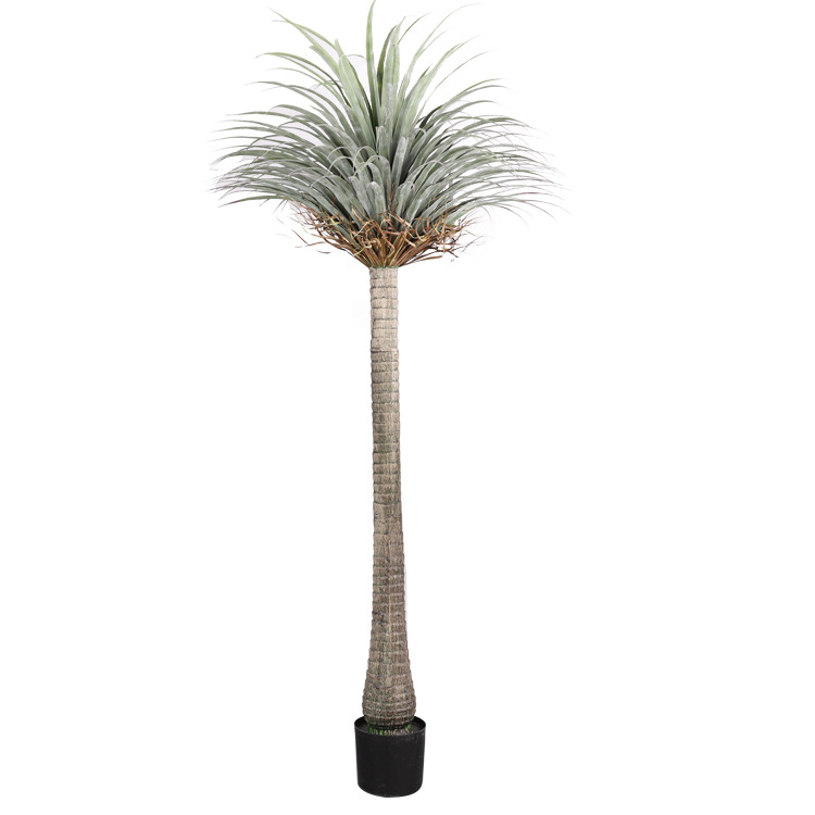 2.2M Dragon Blood Iron Tree