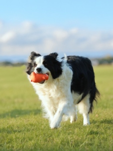 Jouet en peluche en latex pour <span class=keywords><strong>chien</strong></span>, cochon bouclé, activé par la pression, couineur, résistant aux morsures, pour le nettoyage des dents et la dentition, utilisation quotidienne intérieure et extérieure - Product Image 6
