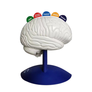 Modello Anatomico Educativo del Cervello: Talamo, Sistema Nervoso Centrale, Amigdala, Ventricolo - Product Image 3