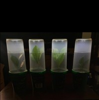 Lumière LED d'emballage de transport de clone de semis de jeune plante vivante