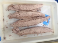 Fournisseurs de longes de thon à albacore précuit à prix abordable poisson albacore frais réfrigéré longes de thon à albacore