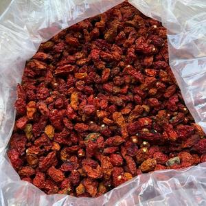 Piment <span class=keywords><strong>Carolina</strong></span> Reaper Super Épicé du Yunnan Chine, Piment Shuan Shuan en Gros pour la Transformation Alimentaire - Product Image 5