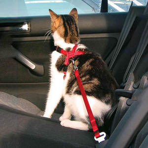M4 Umweltfreundliches Nylon-Hundegeschirr mit Sicherheitsgurt und Leine für Kleine Hunde, Handwaschbar - Product Image 5