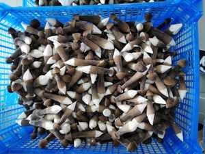 DETAN HORECA utilisant l'usine cultivée stable fournissant des <span class=keywords><strong>champignons</strong></span> de châtaigne royale frais chinois comestibles de haute qualité - Product Image 6