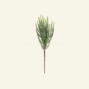 Plantsphere Chất lượng cao PE giáng sinh cảm ứng thực sự trang trí hoa norfolk thông tuyết tùng nhân tạo cây thông chi nhánh - Product Image 3