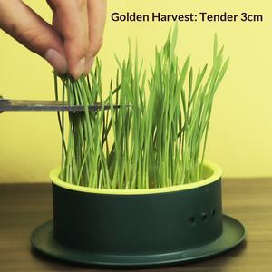 Kit de Cultivo Hidropónico de Hierba para Gatos sin Tierra, con Filtro Extraíble, Fácil Cambio de Agua, Juego de Plástico para Snacks de Gatos en Interiores - Product Image 1