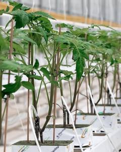 مجموعة الدفيئة التجارية عالية الجودة من البولي كربونات - Product Image 6