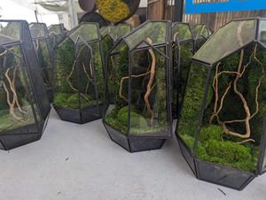 Kunden spezifische konservierte Moos terrarien Grüne Moos pflanzen <span class=keywords><strong>Terrarium</strong></span> Geometrische Zimmer pflanze Glas <span class=keywords><strong>terrarium</strong></span> Natürliches Moos - Product Image 4
