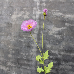 Grandes fleurs artificielles de pavot en soie, accessoires de photographie de mariage, décoration douce pour la maison, fleurs de sol - Product Image 6
