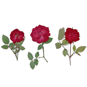 Rosa con <span class=keywords><strong>Brunch</strong></span>-Venta caliente Artesanía de resina usada Flores naturales reales secas y prensadas - Product Image 5