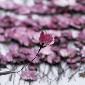 Bourgeons de bégonia fleur séchée fleur pressée bricolage signets en relief époxy fleur séchée coque de téléphone portable spécimen de plante - Product Image 3