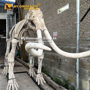 MY DINO Fossile d'animal de l'ère glaciaire, squelette de mamouth, exposition du Musée National, à vendre - Product Image 4