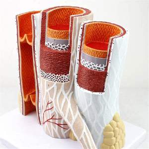 Model pembuluh darah pendidikan 14 kali pembesaran struktur arteri Model anatomi Model pembuluh darah anatomis - Product Image 3