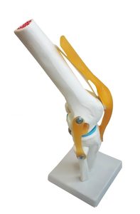 Modelo Anatómico Funcional de Rodilla Humana <span class=keywords><strong>con</strong></span> Ligamentos para Demostración en Enseñanza Médica - Product Image 2