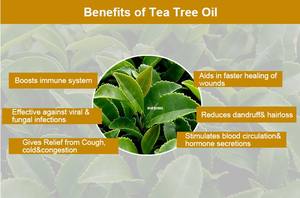 天然オーガニックスキンヘアフェイシャルティーツリーオイルエッセンシャルオイル100% 工場バルクティーツリーオイル化粧品グレード - Product Image 5