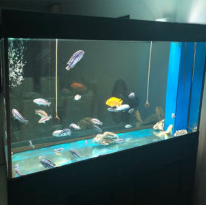 <span class=keywords><strong>Lampe</strong></span> <span class=keywords><strong>LED</strong></span> RGB, lumière pour <span class=keywords><strong>Aquarium</strong></span> 30CM, 60CM, 90CM, <span class=keywords><strong>120CM</strong></span> - Product Image 6