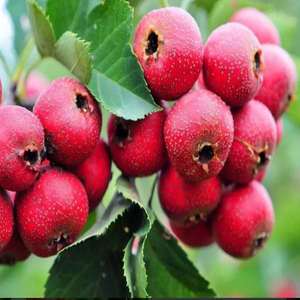 <span class=keywords><strong>GMP</strong></span> tiêu chuẩn chất lượng cao grataegi Fructus chiết xuất cấp thực phẩm Táo gai Berry bột chiết xuất dung môi đóng gói trong trống - Product Image 6