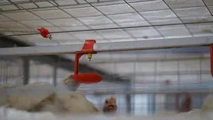 חיות כלובי עוף לול להשתמש עבור עוף שכבה סוללה כלוב