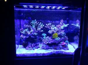 Lámpara LED para Acuario Aqua Herro de 350W con Control Wifi y Espectro Completo para Acuarios de 48 Pulgadas/Tanques de Arrecife Marino - Product Image 6